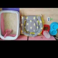 گربه پرشین بیرتیش|گربه|ایواوغلی, |دیوار