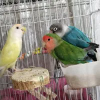 3 تا طوطی برزیلی دو نر و یک ماده
