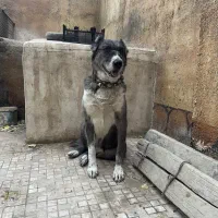 واگذاری سگ افغان 3ساله|سگ|مشهد, کوشک مهدی|دیوار