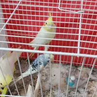 عروس هلندی و مرغ عشق پیدا شده|حیوانات|تربت جام, میان جام|دیوار