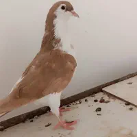 کفتر جوجه  ساده زرد        فروشی