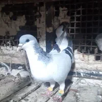 کبوتر رنگی