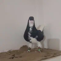 کفتر فروشی بضمانت تخم جوجه و پرش|پرنده|تربت‌حیدریه, حاجی یار‎|دیوار