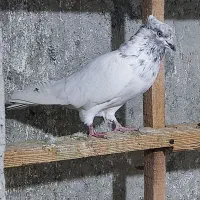 تعدادی نر و ماده موجود هستش