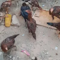 جوجه لاری مرغ و خروس|حیوانات مزرعه|کرمانشاه, |دیوار