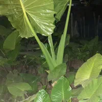 گل تزئینی(بابا آدم)|عمدهفروشی|ماسال, |دیوار