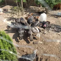 مرغ و خروس .بوقلمو|حیوانات مزرعه|شیراز, ده پیاله|دیوار