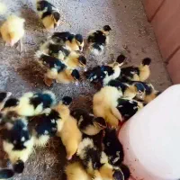 جوجه اردک مسکویی فروشی