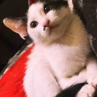 گربه
