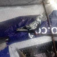 کبوتر پروازی چند عدد گرفته شده