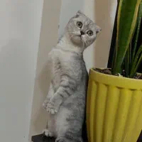 فروش گربه