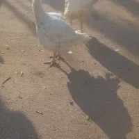 بوقلمون بیوتی ۶گوشتی|حیوانات مزرعه|خسروشاه, |دیوار