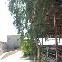 گاوداری ۵۰ راسی