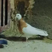 کبوتر کربلایی و طوقی  و سینه|پرنده|مه ولات, |دیوار