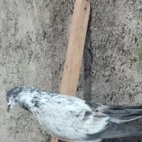 کبوتر غریب گرفته شده