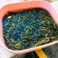 اکواریوم معاوضه با چیزی که به دردم بخوره|ماهی|مشهد, آزادشهر|دیوار