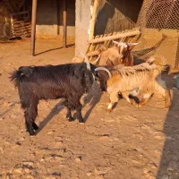 کهره نر|حیوانات مزرعه|بندر کنگان, |دیوار