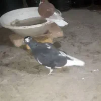 ۴ تا طوق کبوتر جوانه رنگی