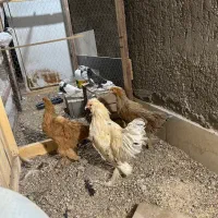 مرغ و خروس برهما