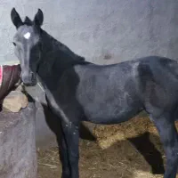 اسب کرد|اسب و تجهیزات اسب‌سواری|کنگاور, |دیوار