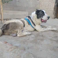 سگ الابای|سگ|گنبد کاووس, |دیوار