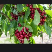 خرید و اجاره میوه باغ شما کشاورزان از روی درخت