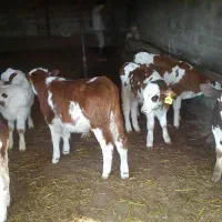 مرکز فروش دام