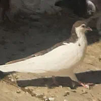 چند تا کفتر|پرنده|تربتحیدریه, شهدا|دیوار