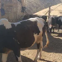 گوساله نر