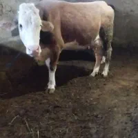 تلیسع چهاردندان گوشتی سنگین پر گوشت لوله سوپ گوشت