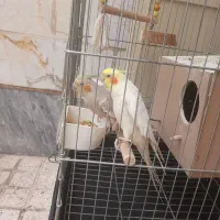عروس هلندی