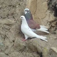 کفتر