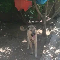 سگ سرابی|سگ|شیروان (لرستان), |دیوار