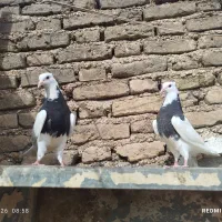 کبوتر پرنده طوقی دزفول منطقه چغامیش بنه عیسئ