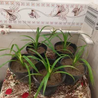 چندتاگل طبیعی|گل و گیاه طبیعی|میاندوآب, |دیوار