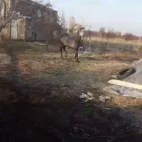 اسب اخته اصل کوردی ۷ساله|اسب و تجهیزات اسب‌سواری|سیلوانه, |دیوار