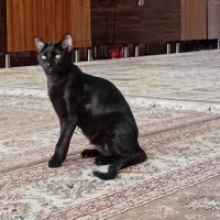 گمشده|حیوانات|ایلام, |دیوار