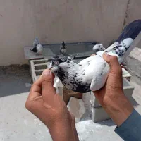 کفتر|پرنده|چابهار, |دیوار