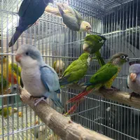 طوطی راهب گرینچیک ملنگو عروس هلندی|پرنده|قزوین, |دیوار