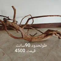 چوب آبنوس