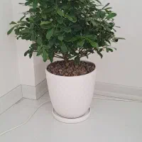 گل میخک هندی