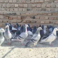 دسته کبوتر نر پرشی