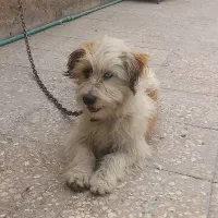 سگ نازوبازیگوش|سگ|زاهدان, |دیوار