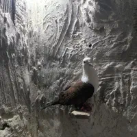 شیش عدد کبوتر پرشی صحیح سالم