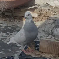 کفتر ماده الماسی پلاکی