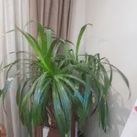 گل اپارتمانی . پاندانوس