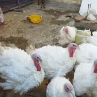 فروش بوقلمون پرورشی  گوشتی