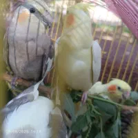 عروس هلندی|پرنده|پاکدشت, شهرک امام رضا|دیوار
