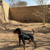 رتوایلر ۱۳ ماهه