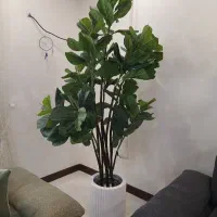 گیاه